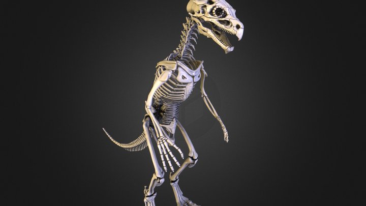 Hizathri anatomical reference - Skeleton 3D Model