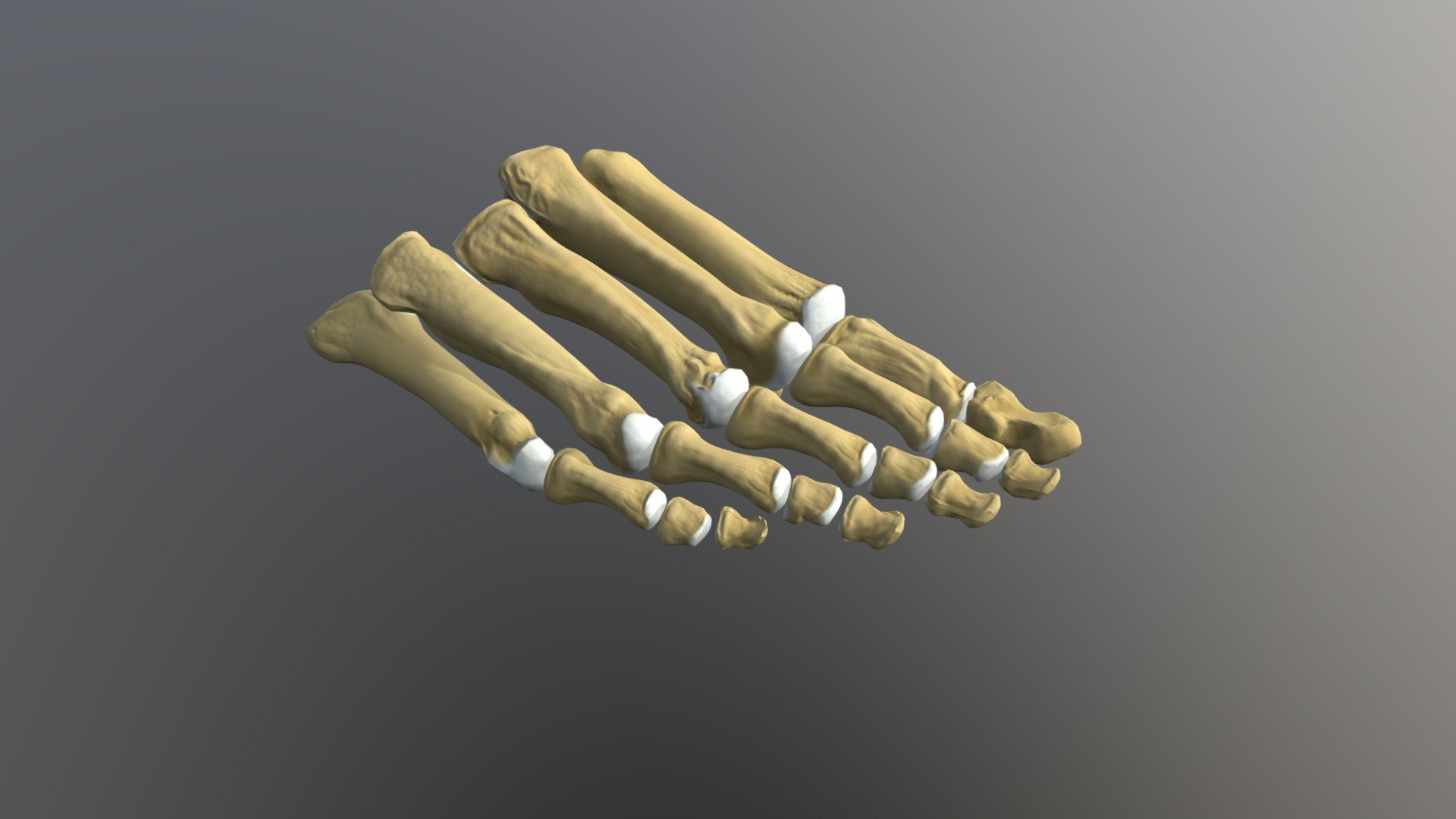 Metatarsals and phalanges - Buy Royalty Free 3D model by ...