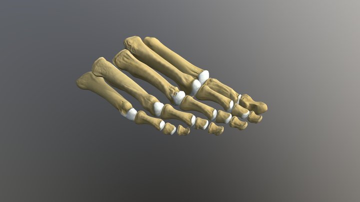 Phalanges 3D models - Sketchfab