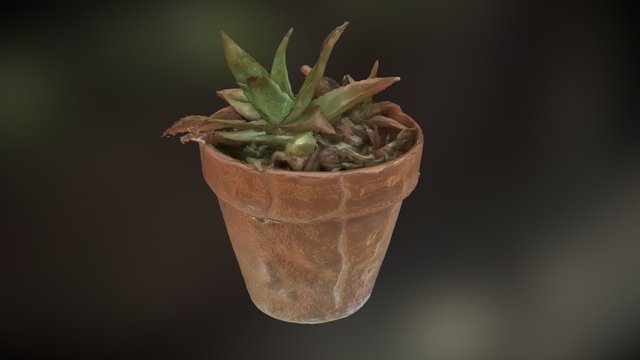 Aloe Plant 3D Model