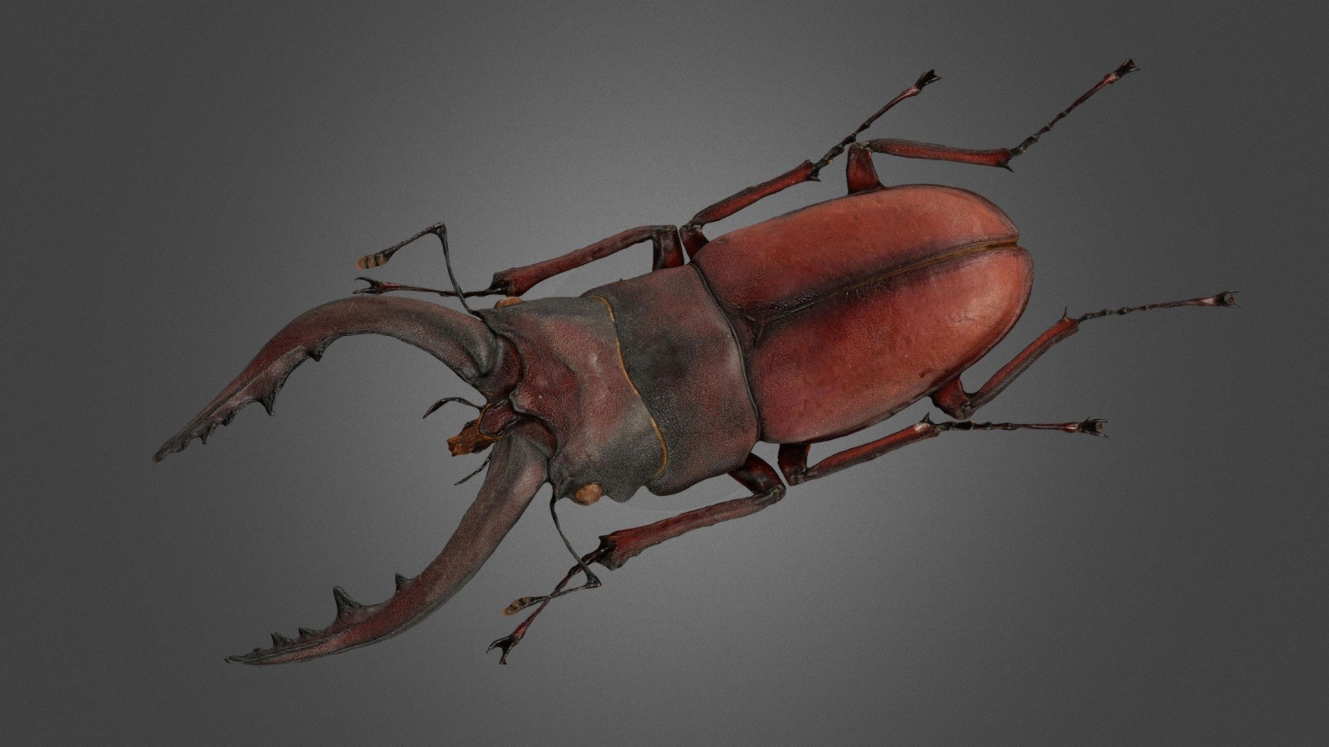 ノコギリクワガタ ♂ Sawtooth Stag - 3D model by ffish.asia 