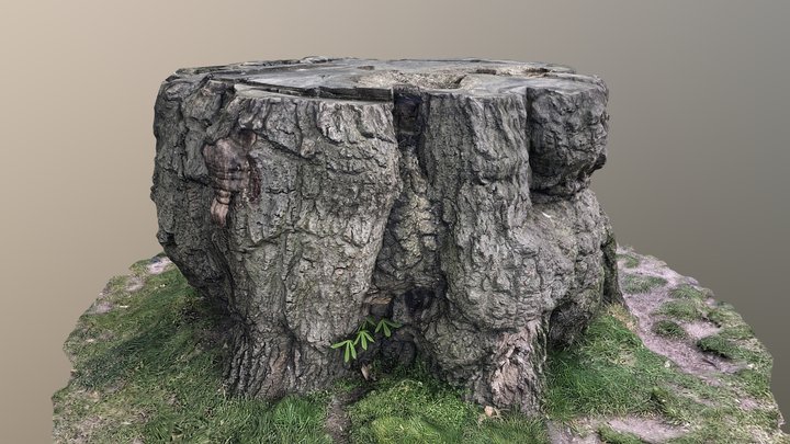 Tree Stump in Greenwich Park 3D Model