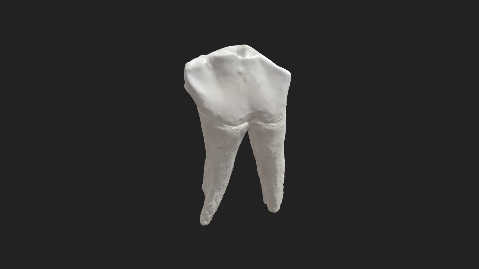 3rd cheek tooth (3rd premolar) pig (lower jaw) - Download Free 3D model ...