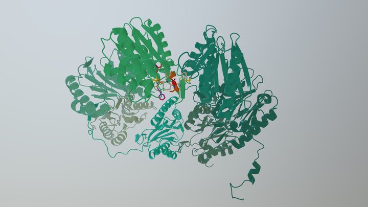 20S Core Proteasome with Inhibitor 3D Model