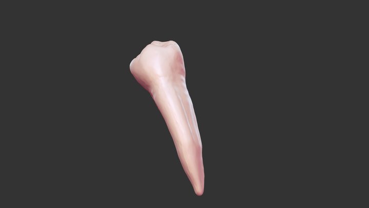 #21 Anatomy 3D Model