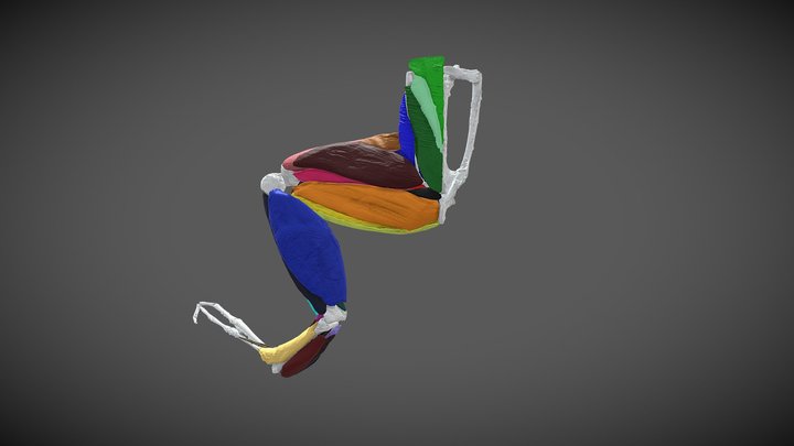 Occidozyga laevis - diceCT frog 3D Model