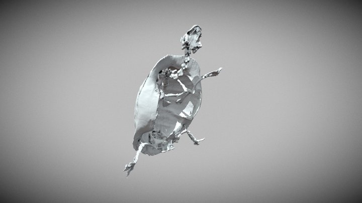 Trachemys scripta elegans 3D Model