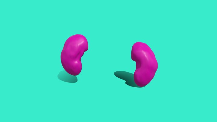 Kidneys w/o ureters 3D Model