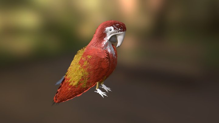 Macaw Parrot! 3D Model
