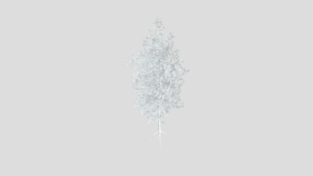 Sj Lush Pine Forest Tree