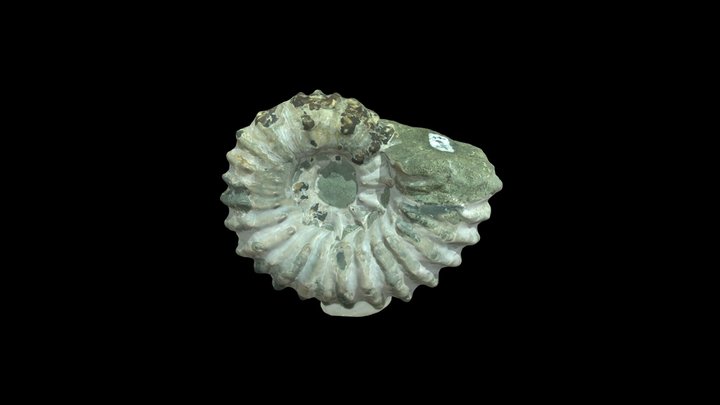 Douvilleiceras gr. mammillatum – Free 3D Model STL
