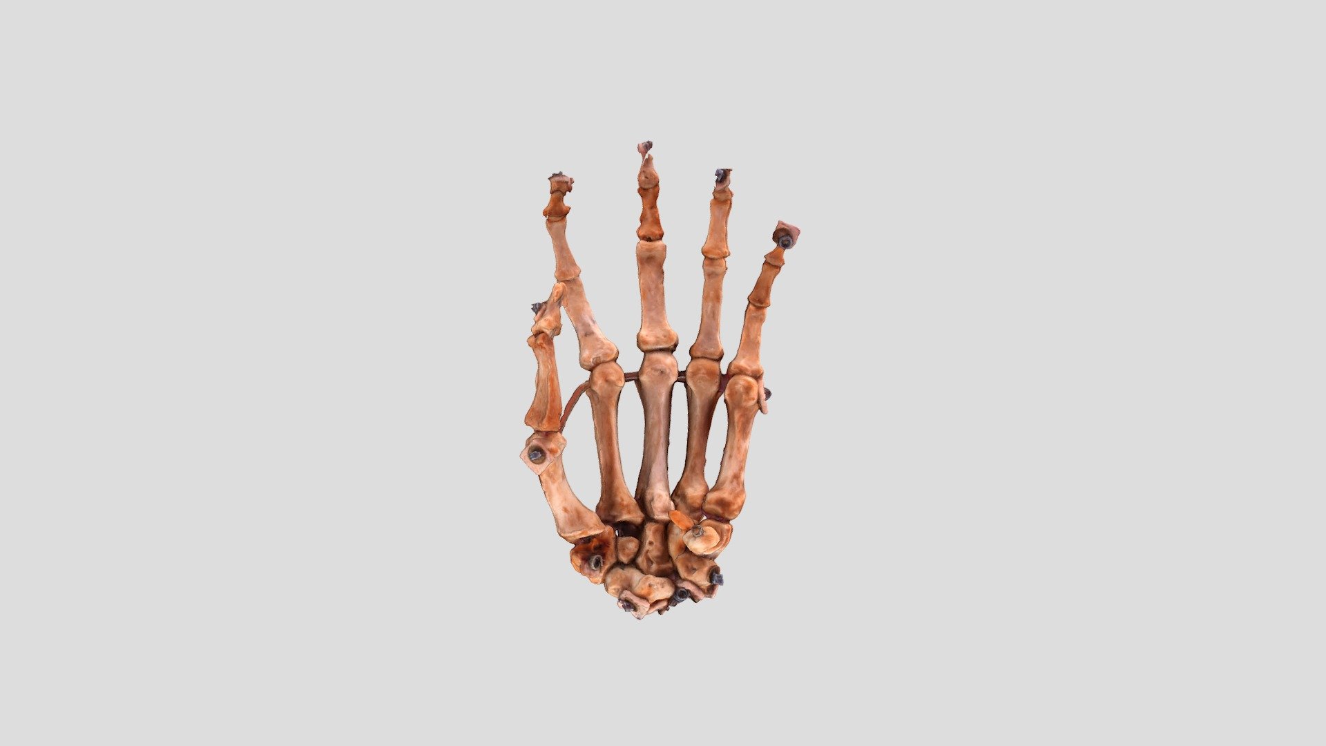 Bones of hand - 3D model by kucharm [67b3374] - Sketchfab