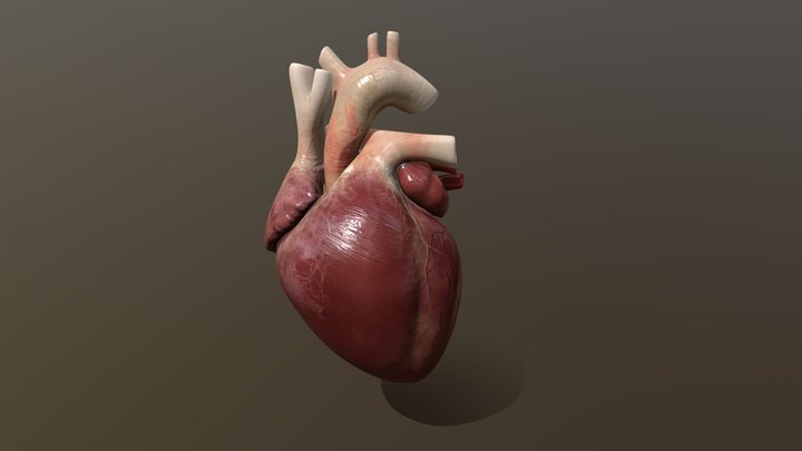 Human heart 3D Model