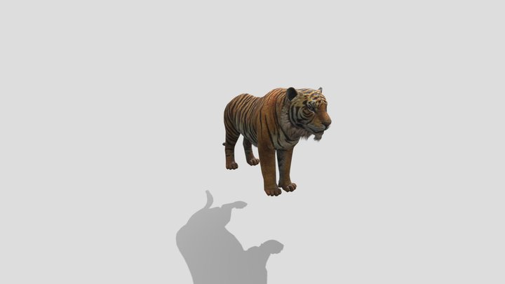 Tiger 3D Model