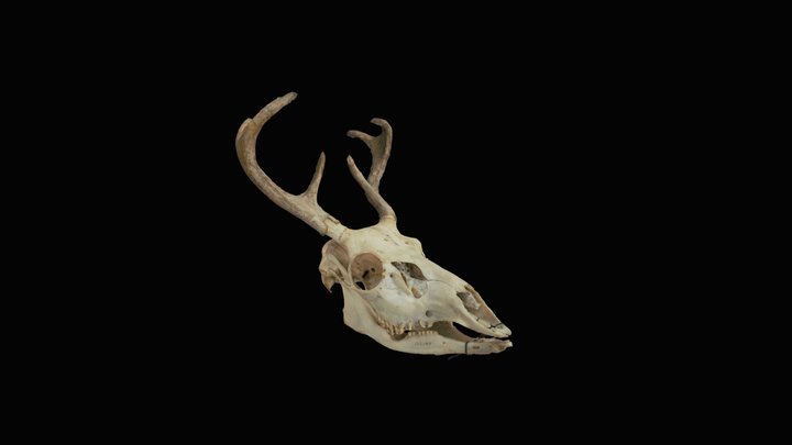 Deer Skull 3D Model