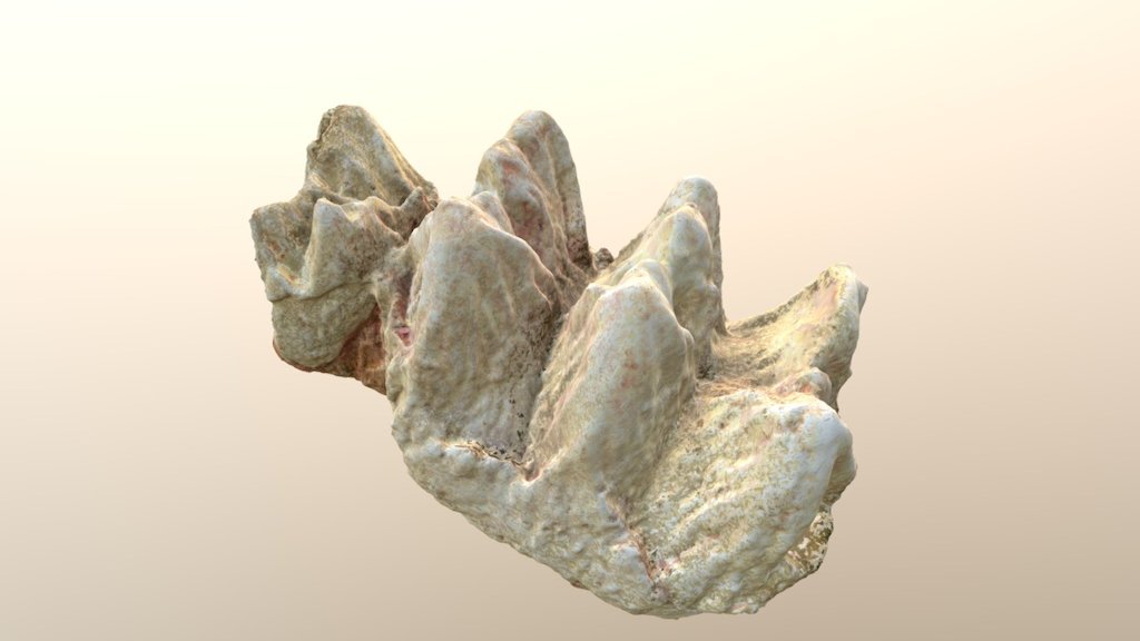 Baby Mastodon Molar (VCU_3D_2872)