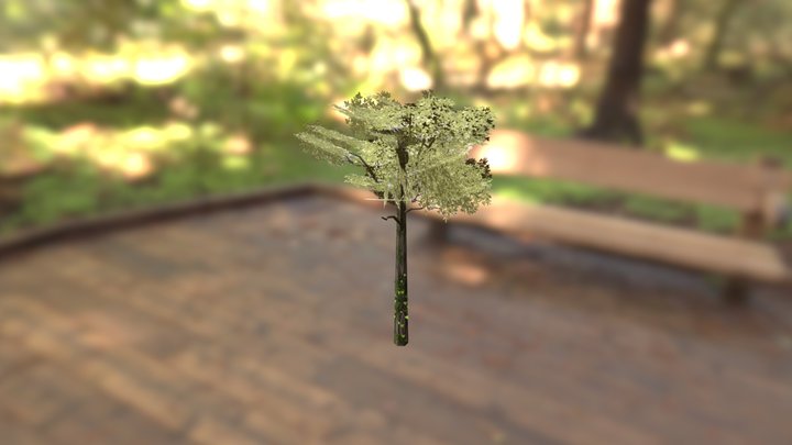 Tree 3D Model