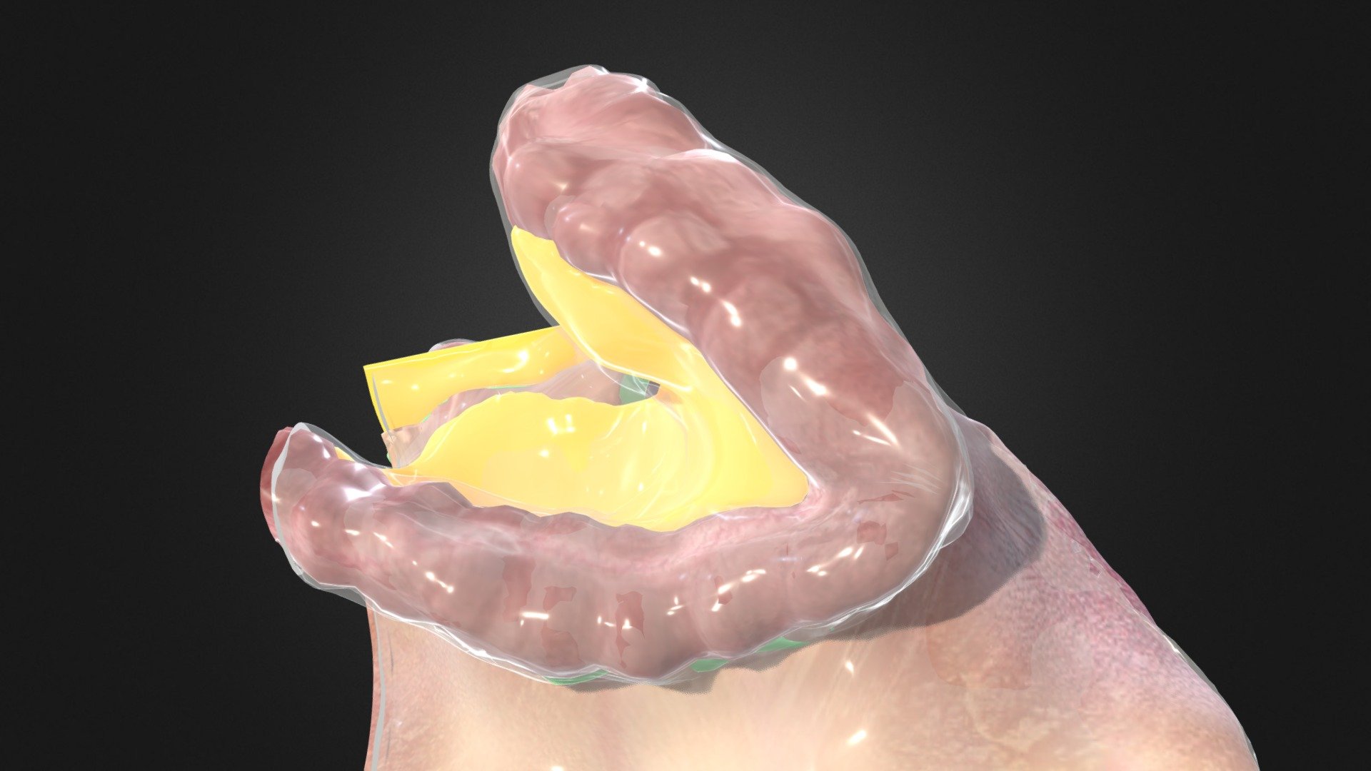 QR 8 - Medial view of base of small intestine - 3D model by Dara Walsh ...