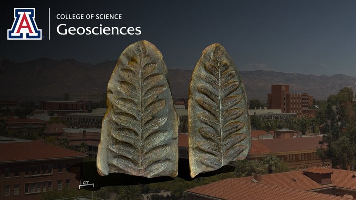 Alethopteris Serlii (Brongniart, 1836) 3D Model