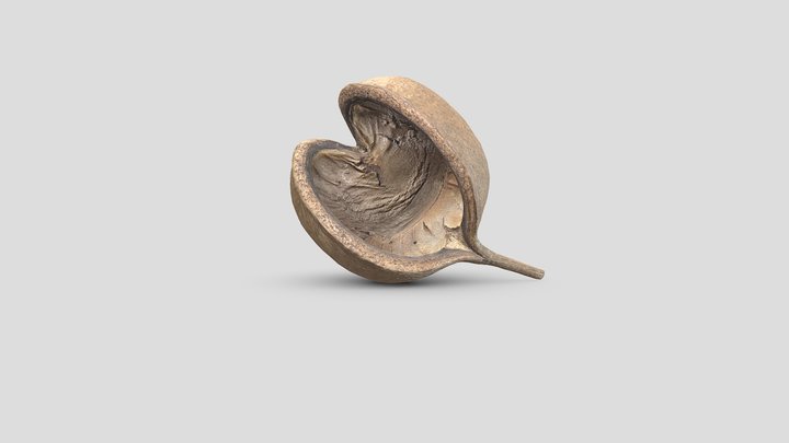 nut shell 3D Model