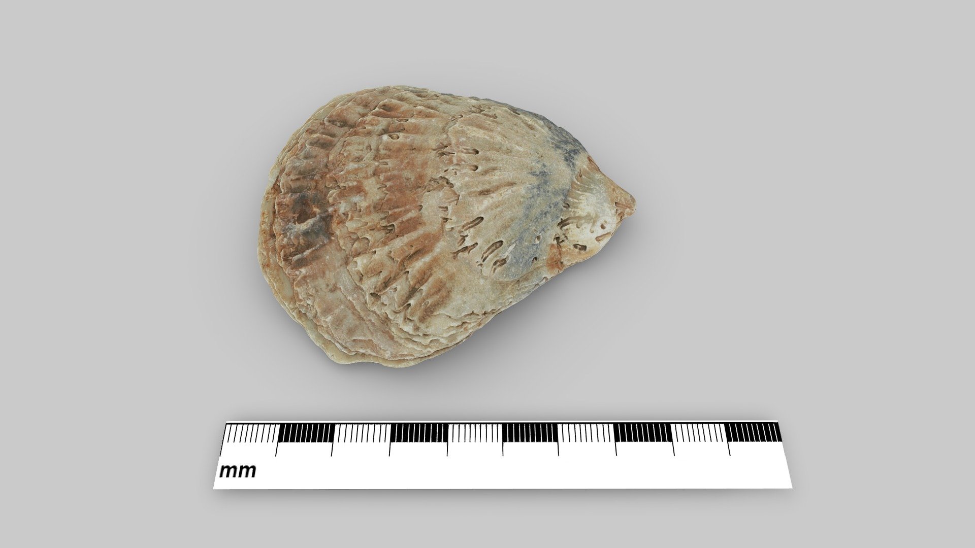 Thames Foreshore Oyster Shell