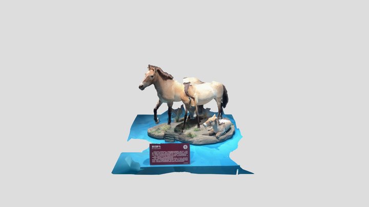 Equus Ferus Przewalskii 3D Model