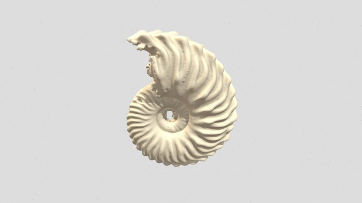 Euhoplites sp. 3D Model