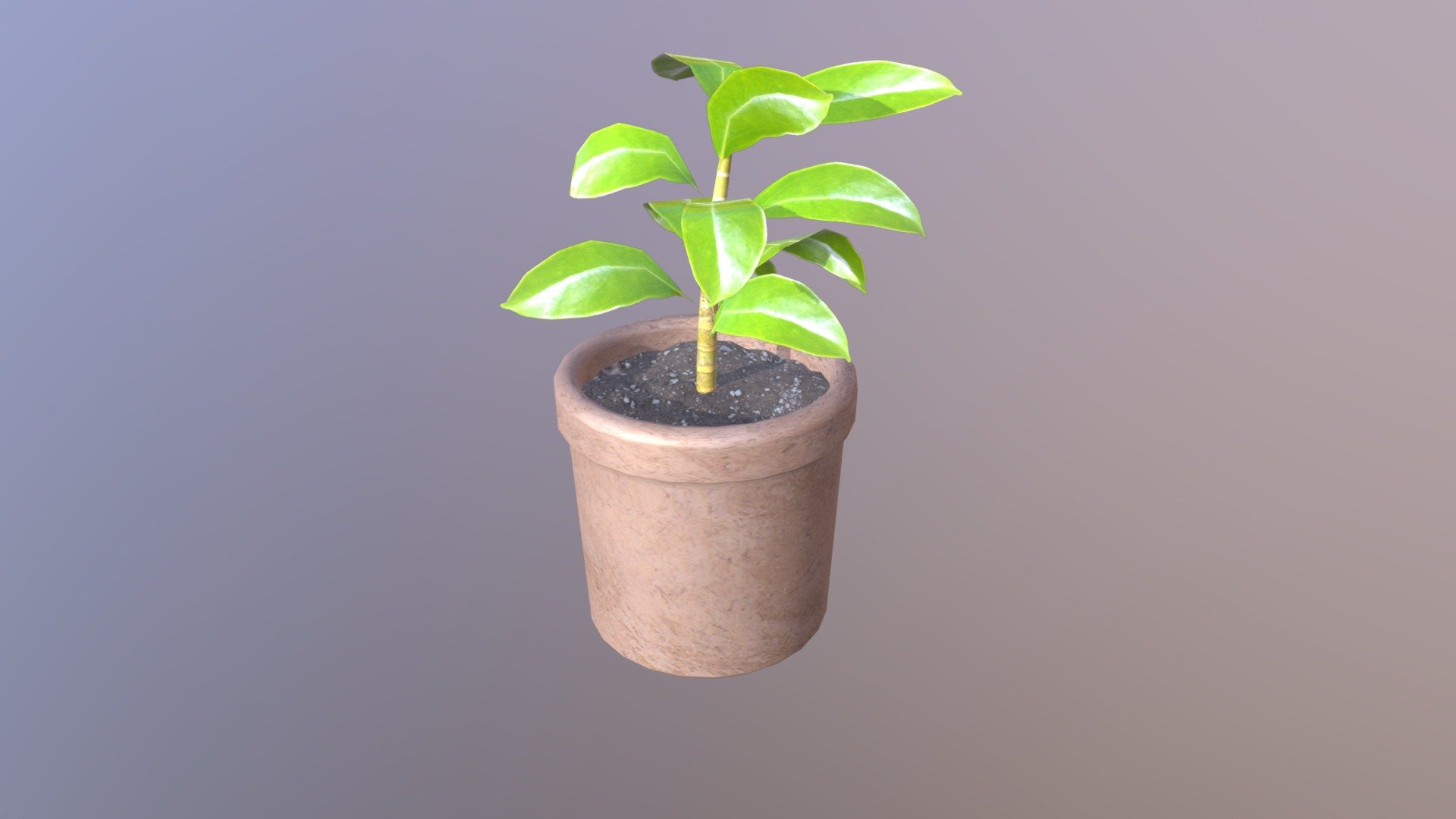 Plant