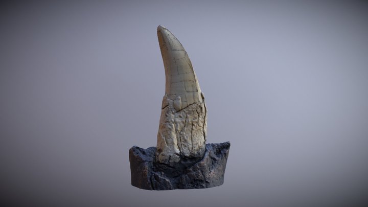 T-Rex Teeth 3D Model
