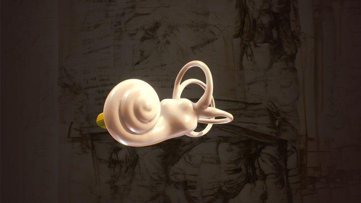 2023 Inner Ear Bones 3D Model