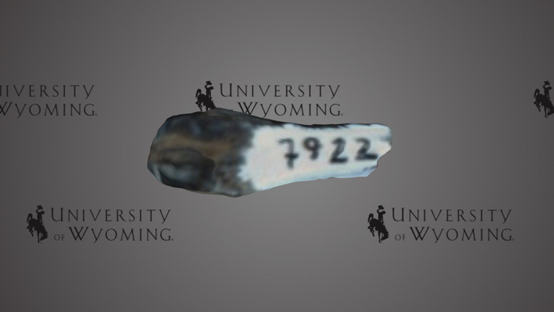 UW 7922 D - Hyracotherium angustidens, Limb