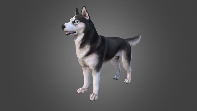 Husky Low-poly 3D Model