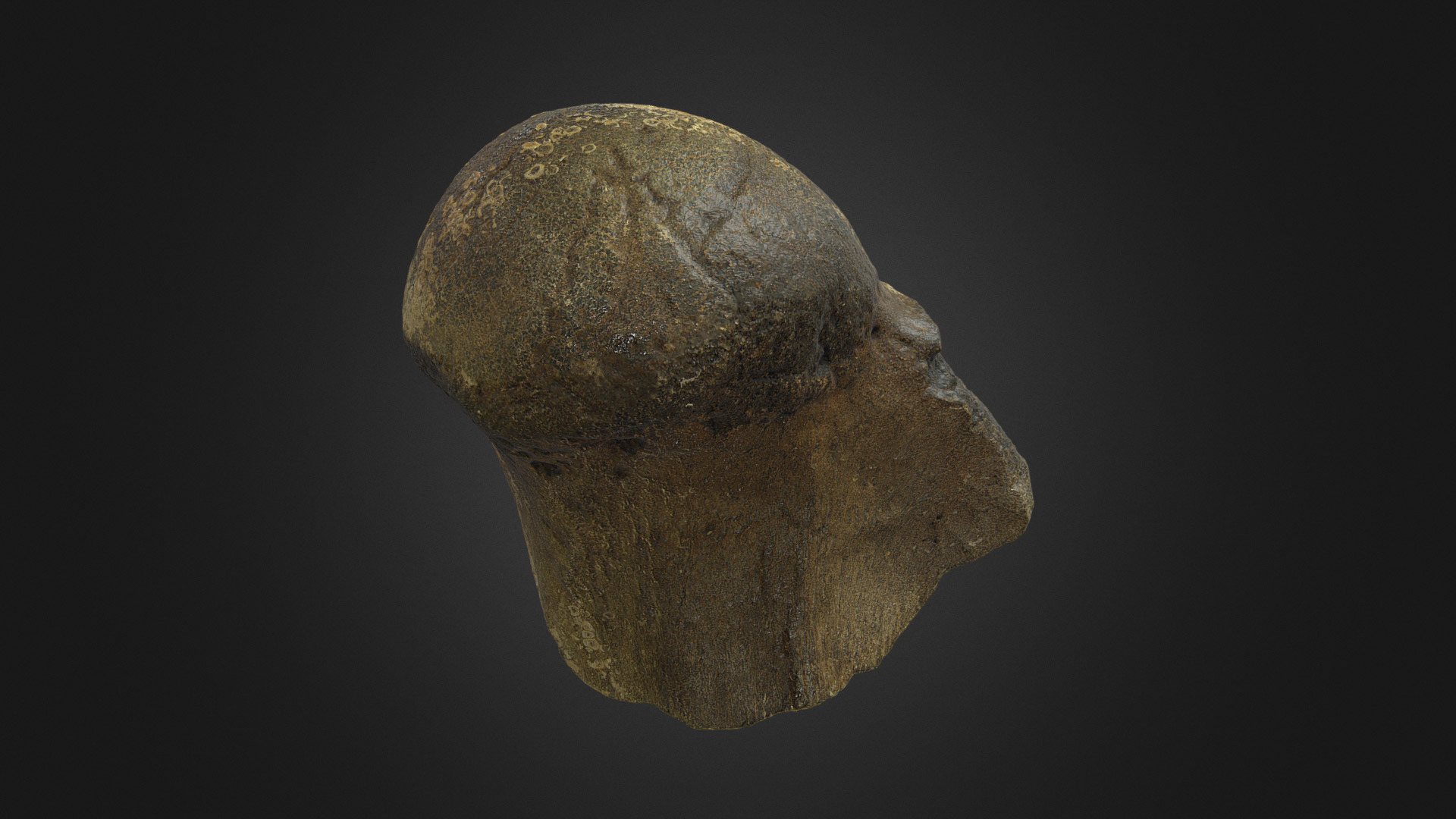 3D model Woolly Rhino Femoral Head - This is a 3D model of the Woolly Rhino Femoral Head. The 3D model is about a rock with a dark background.