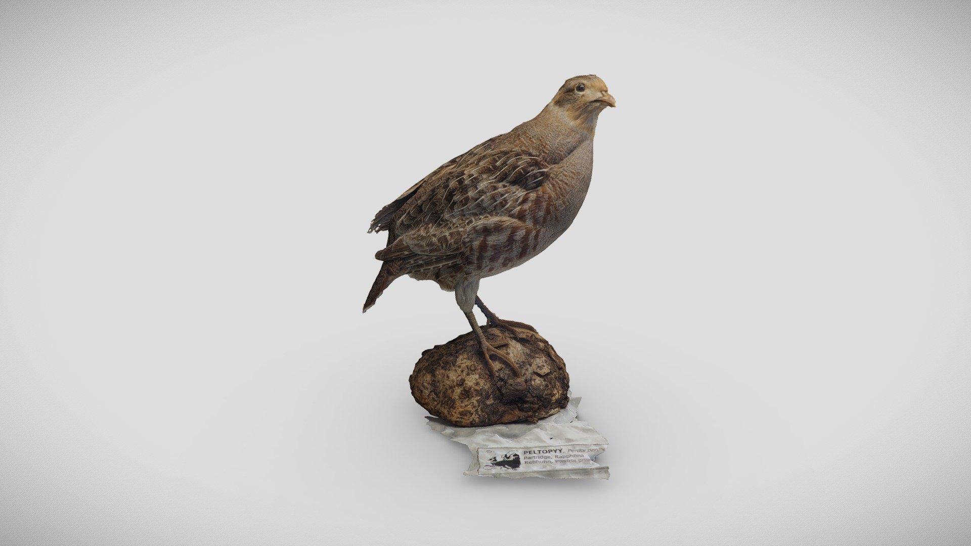 Peltopyy (Perdix perdix)