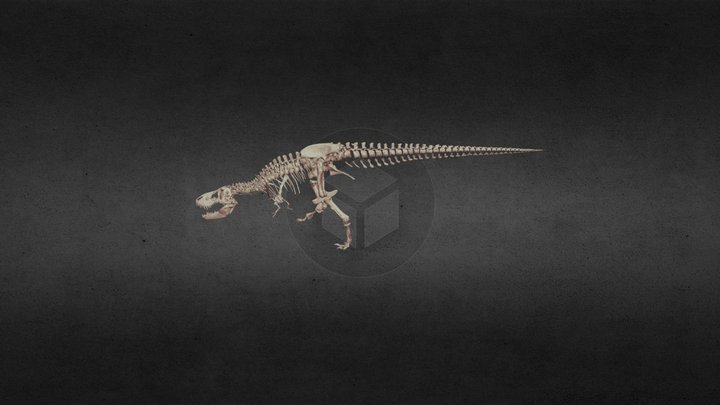 Tyrannosaurus rex Trix in our museum 3D Model