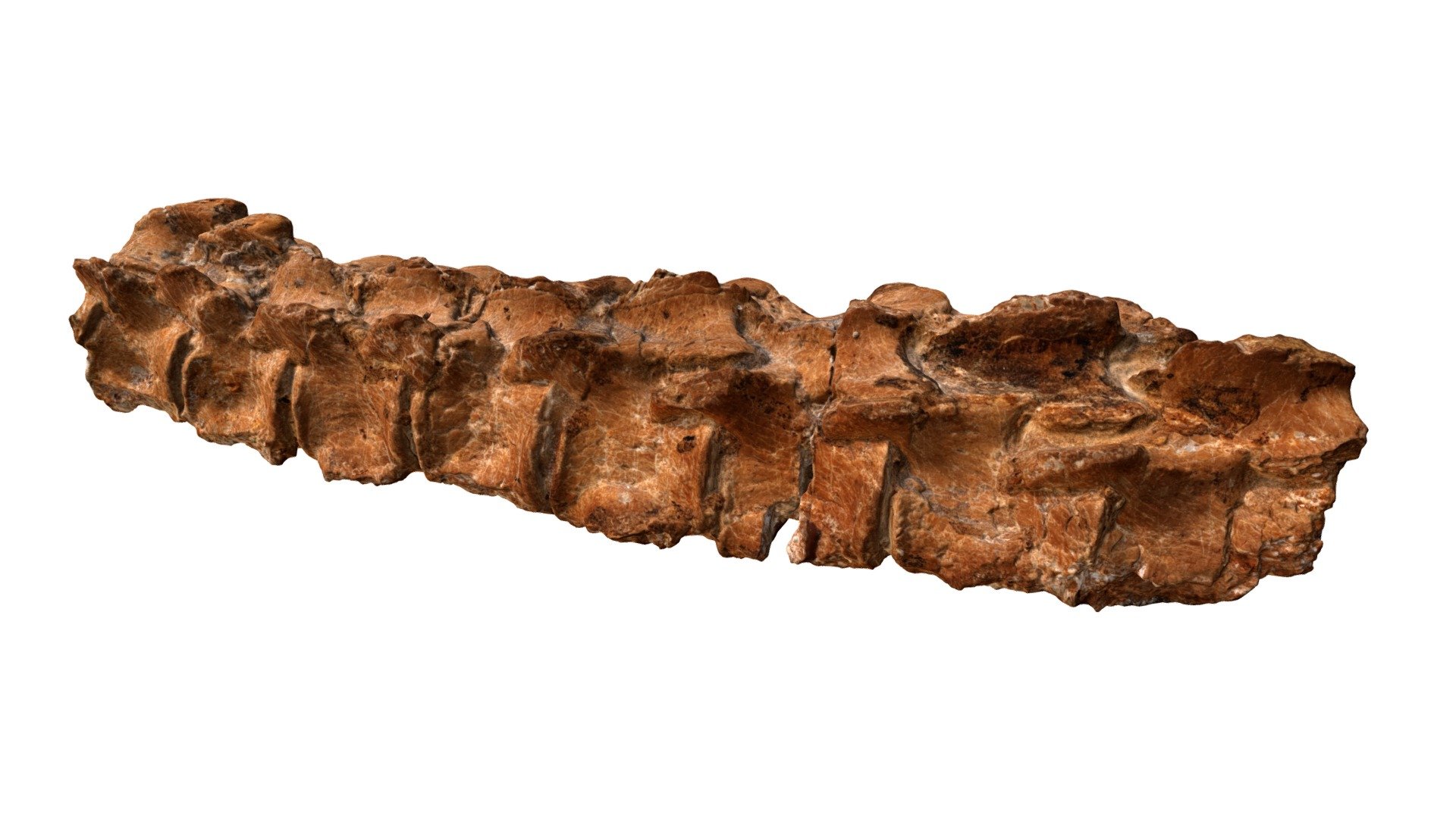 Microcleidus melusinae TV434 Holotype - a — Sketchfab embed 3D viewer
