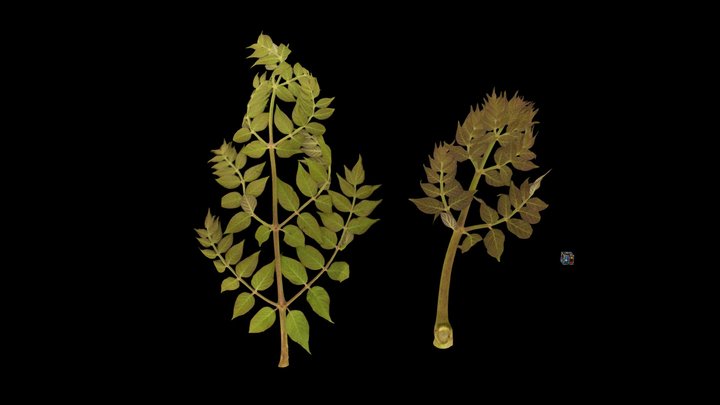 CC0 タラノキ Angelica-tree, Aralia elata – Modello 3D gratuito STL