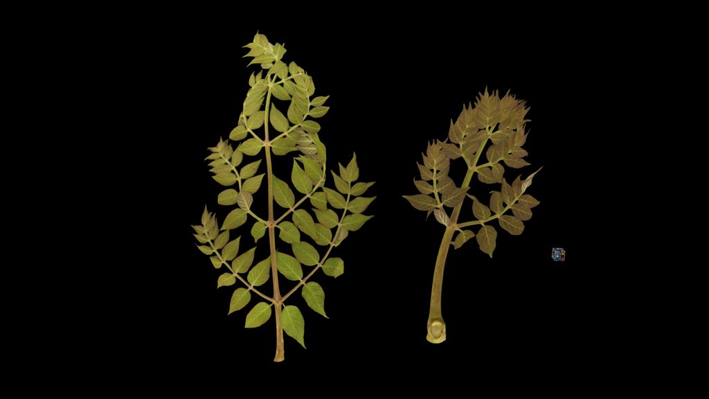 CC0 タラノキ Angelica-tree, Aralia elata