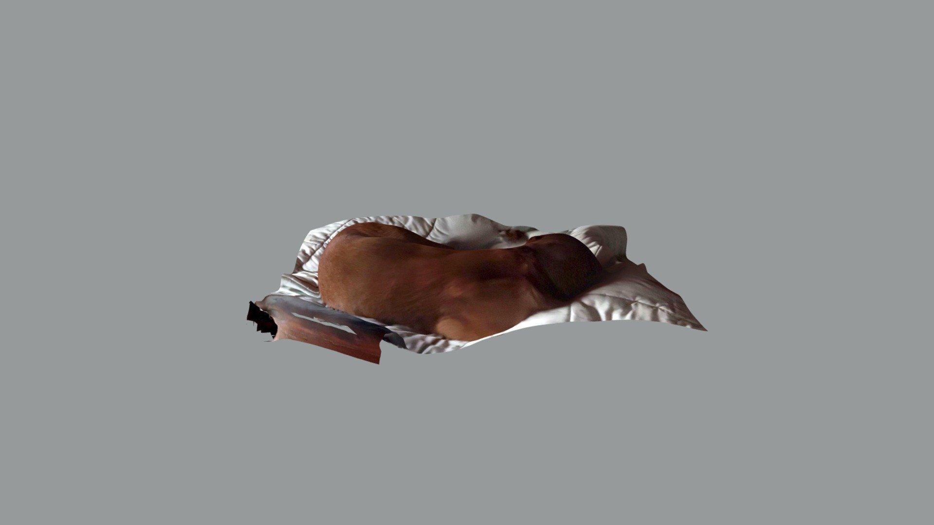 Perro