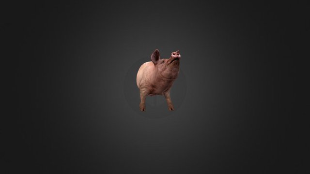 Pig Shower 3D Model
