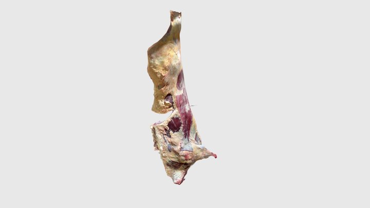 Beef Meat Carcass (Side) 3D Model