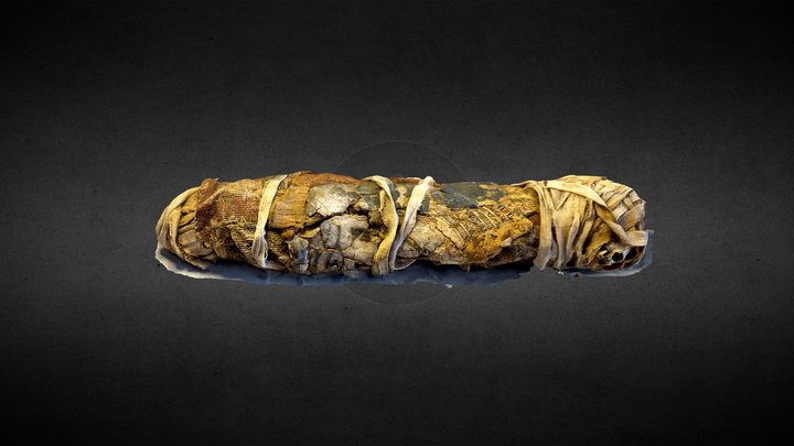 Cat Mummy (Roving scan) - Derby Museum 3D Model