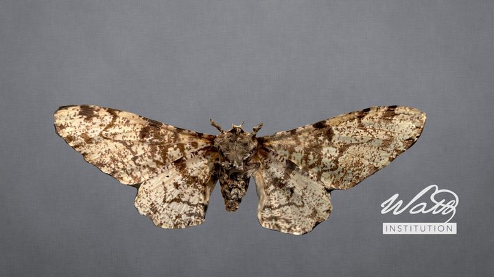 Peppered Moth - Biston Betularia 3D Model