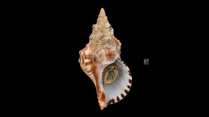 CC0 ボウシュウボラ 🐚 Knobbed Triton, C. lampas sauliae