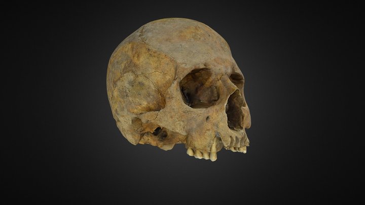 Skull/Cráneo 3D Model