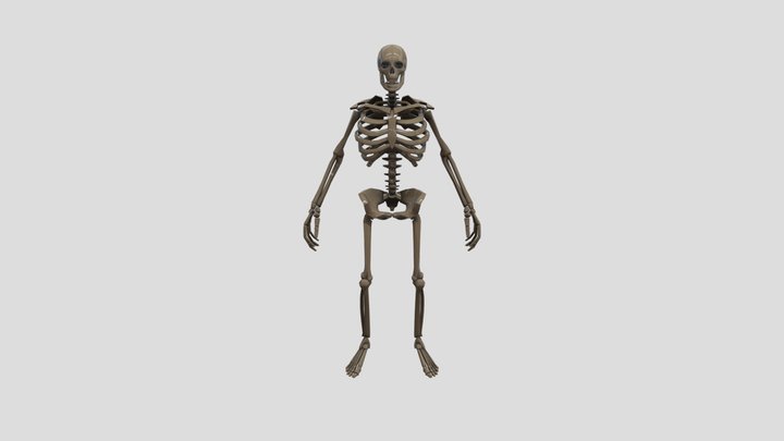 Dafuqboom skeleton meme 3D Model