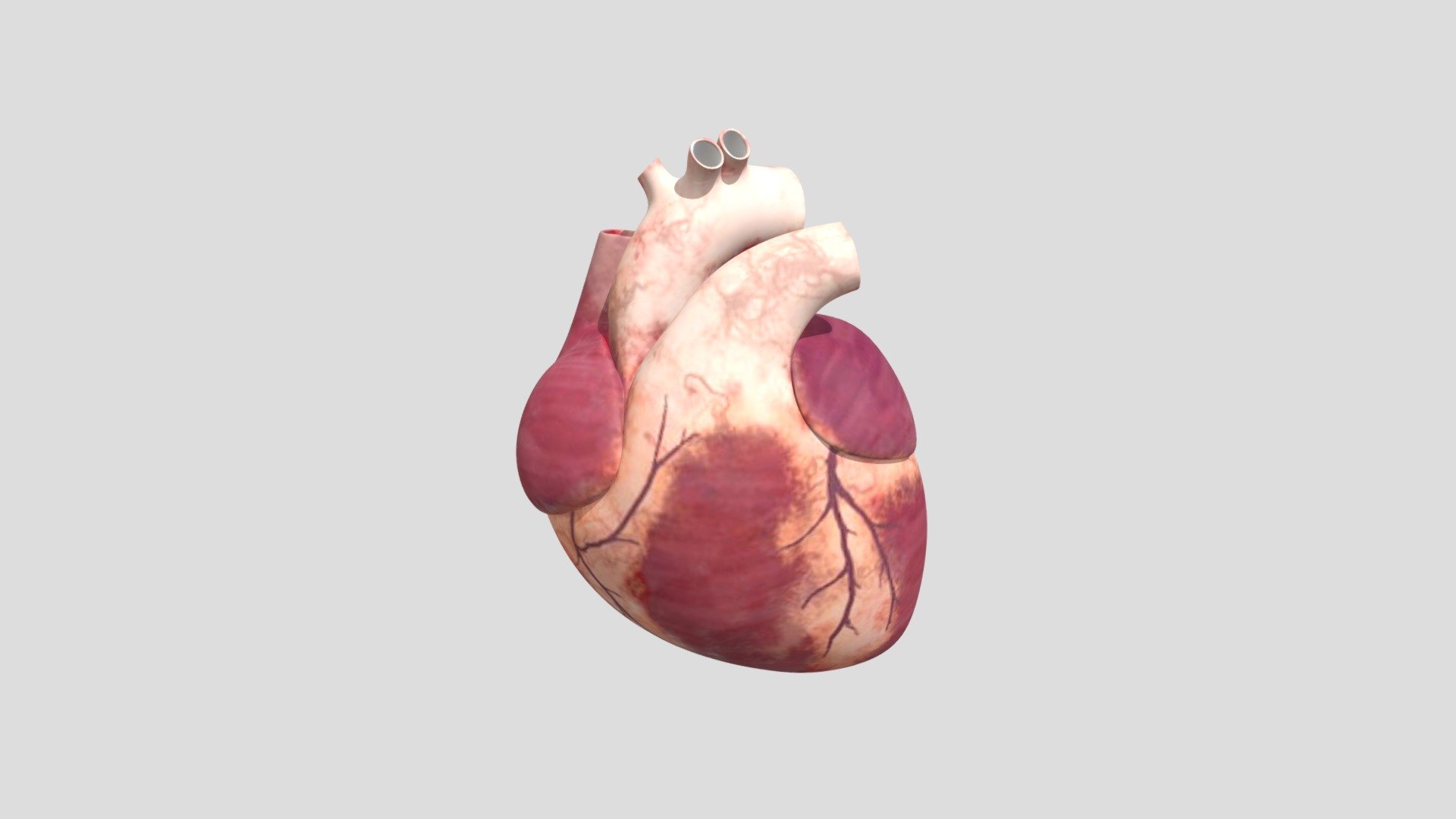 Heart 3D Model Download – Human Heart 3D Model – IVEDZB