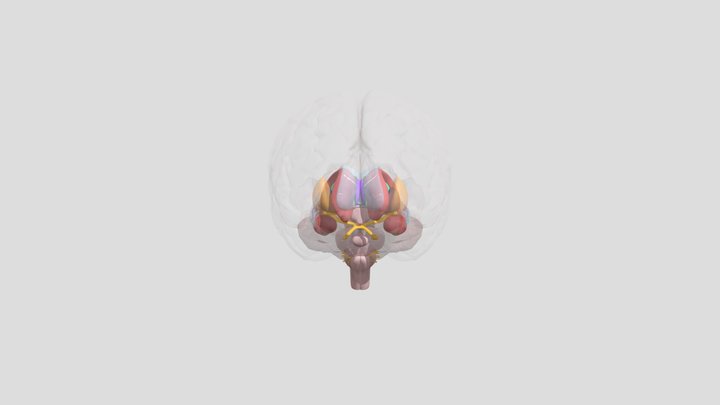 3D-Мозг и его строение 3D Model
