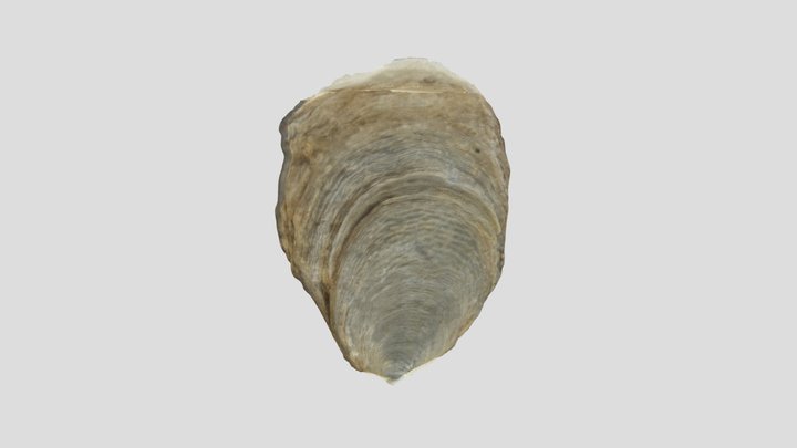 Muestra coleccion PALEONTOLOGICA – Modello 3D gratuito STL