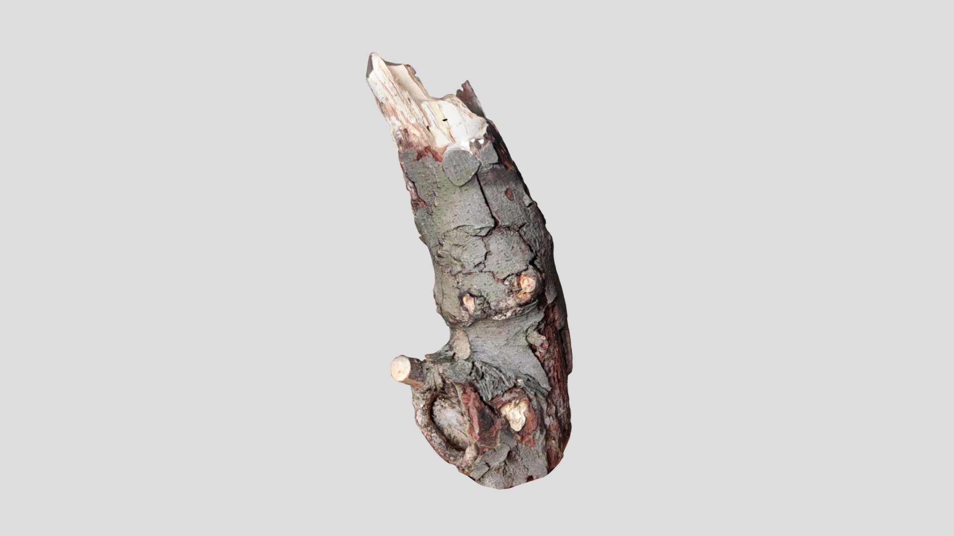 Tree trunk face